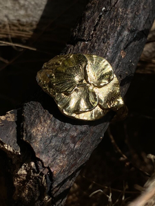 ORQUÍDEA - BRASS